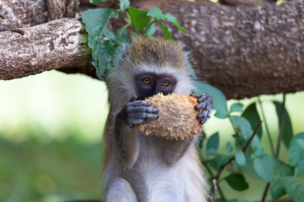 A Vervet monkey has found a fruit and eats it