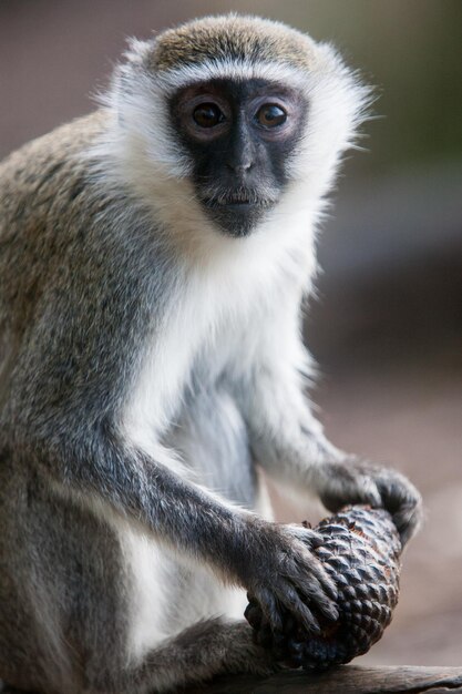 Vervet Monkey