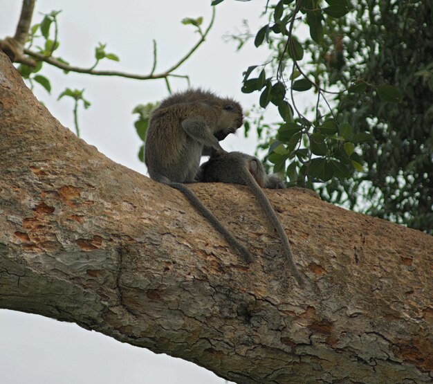 Верветные обезьяны сидят на большой ветви