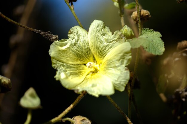 Verwelkende gele hibiscus op een struik in de herfst