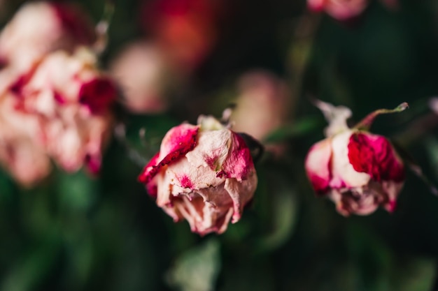 Verwelkte roze en witte rozen met een vervaagde nostalgische toon Verdorde droge lichte rozen met gekrulde bloemblaadjes Close-up