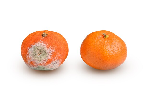 Verwende mandarijn met schimmel in de buurt van het mooie rijpe fruit. twee mandarijn geïsoleerd op een witte achtergrond. vergelijking van verwend met goed. het concept van defect, ziekte en norm.