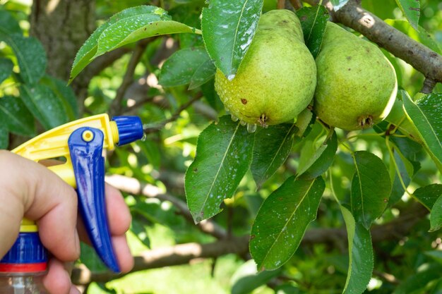 Verwerken van rijpende peren met Bordeaux mengsel voor bacterieziekten Zomertuinonderhoud