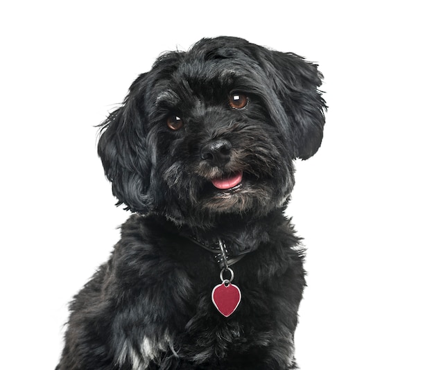 Verwijderd close-up van Havanezer hond