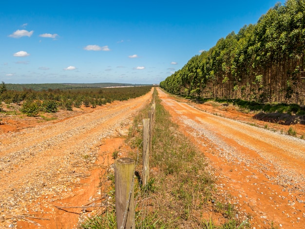 Verwoest land in eucalyptusplantage in Brazilië