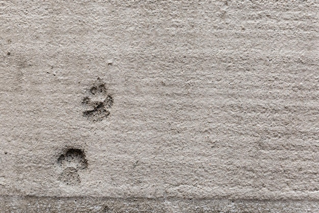 Foto verwoeste reparatiewerk relatie mens en huisdier kat of hond voetafdrukken op een niet-uitgehard beton ondeugend dier grappige achtergrond textuur betonpleister in appartement reparatie