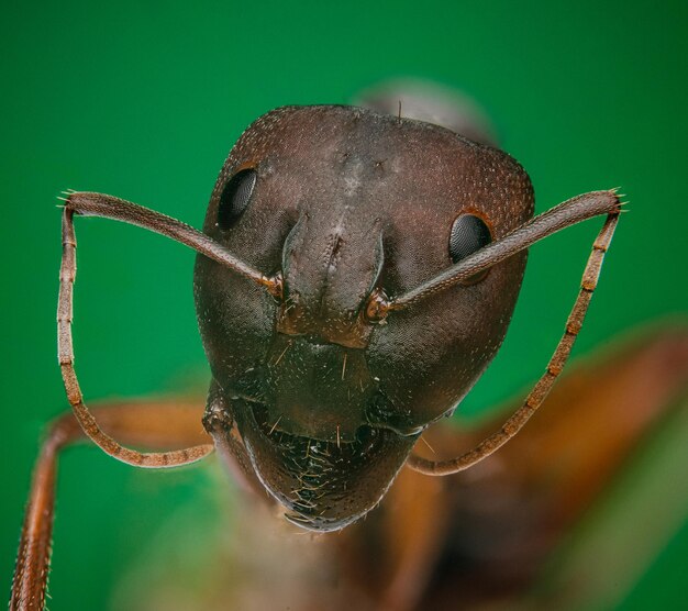 Photo a very accurate macro shot of the head of an ant house