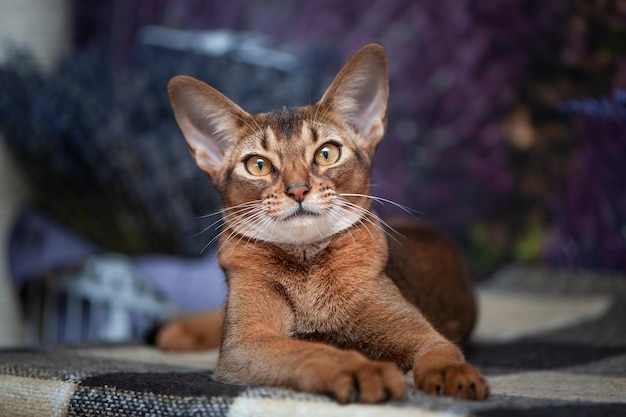 Very beautiful Abyssinian cat kitten on the background of a lavender field looking at the camera