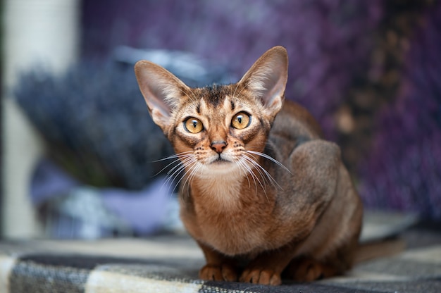 Фото Очень красивая абиссинская кошка на фоне лавандового поля, смотрит в камеру