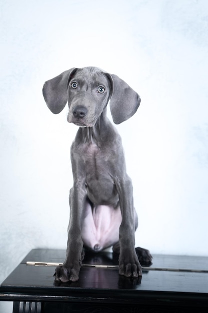 피아노 고급 세련된 개에 아주 아름다운 개 파란색 Weimaraner 품종 강아지