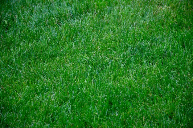 Photo very beautiful green field with grass