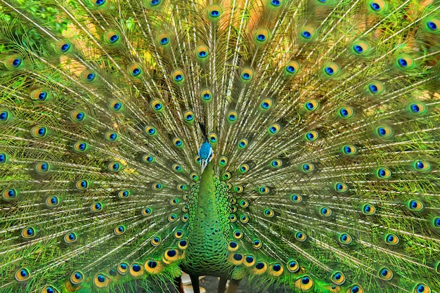 very beautiful green peacock