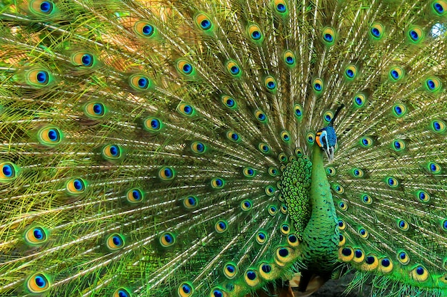 very beautiful green peacock