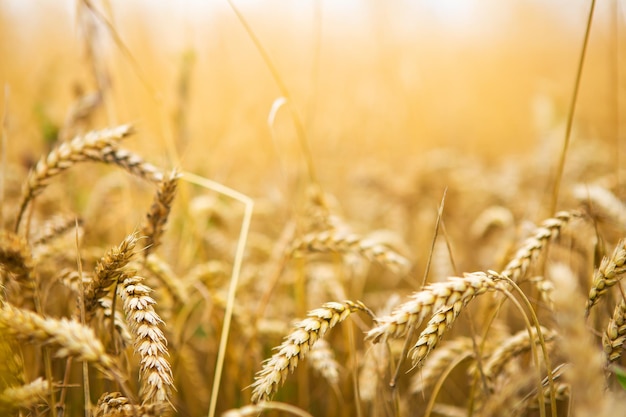 A very beautiful large wheat field Sunny summer day rural landscapes under shining sunlight