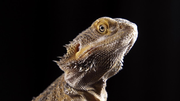 A very beautiful lizard sits on a stone pogona vitticeps or\
bearded dragon australian agama