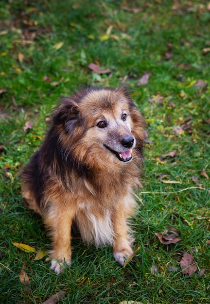 非常に美しい赤い犬が立ち、ポーズします。幸せな犬。