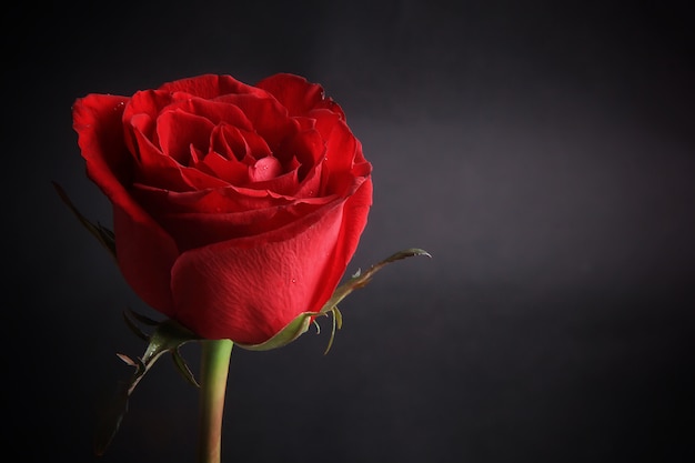 A very beautiful red rose