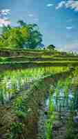 Photo very beautiful rice field landscape