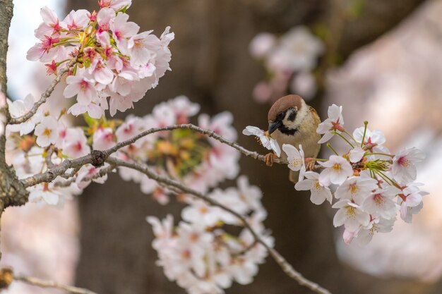 春の季節には非常に美しい雀鳥と日本のサクラ桜の花