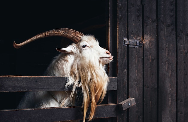 Photo very beautiful white goat with long horns and beard, living on a farm on the dark background.