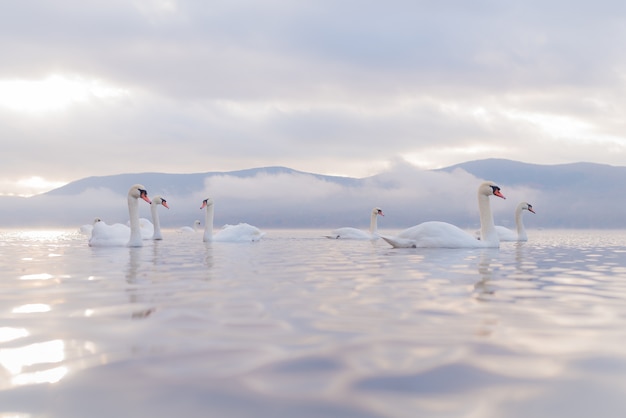 Very beautiful white swan  at Lake Yamanaka with Mt. Fuji background, famous and peaceful place