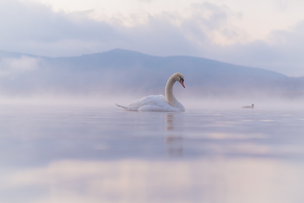 Very beautiful white swan  at Lake Yamanaka with Mt. Fuji background, famous and peaceful place