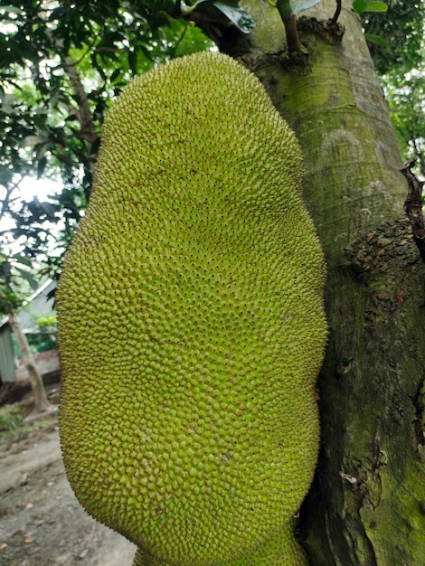 나무에 아주 큰 Jackfruit