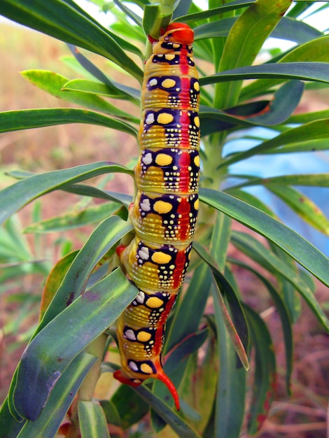 Very bright multi-colored caterpillar of night hawk moth eats euphorbia. Hyles euphorbiae larvae
