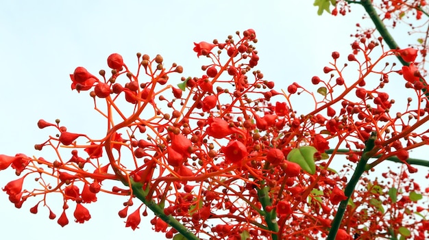 Very bright red, scarlet flowers Brachychiton Acerifolius close up, amazing flowering tree