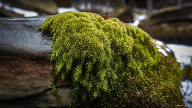 写真 北部の森で雨の冬の日に石の上に成長する北のモス