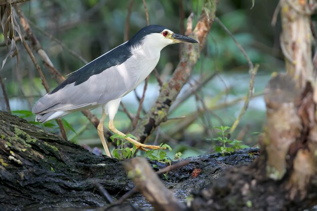 Very close up of an adult night heron in natural habitat