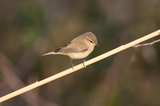 ぼやけた背景に対して葦に座っているチフチャフ（Phylloscopus collybita）の非常にクローズアップ写真