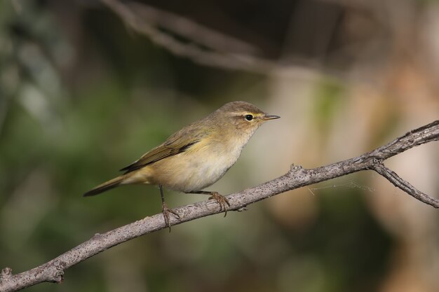 very close-up photo of common chiffchaff (phylloscopus collybita) sitting on a reed against a blurred background