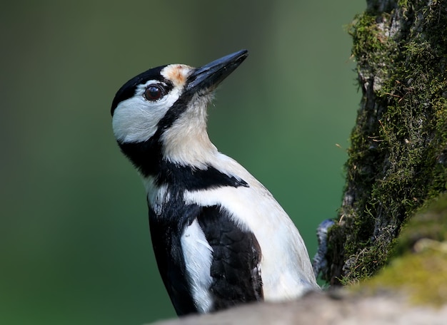 Very close up photo of female great spotted woodpecker sits ot a tree  