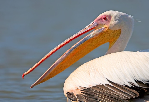 Very close up photo a head and neck of a white pelican