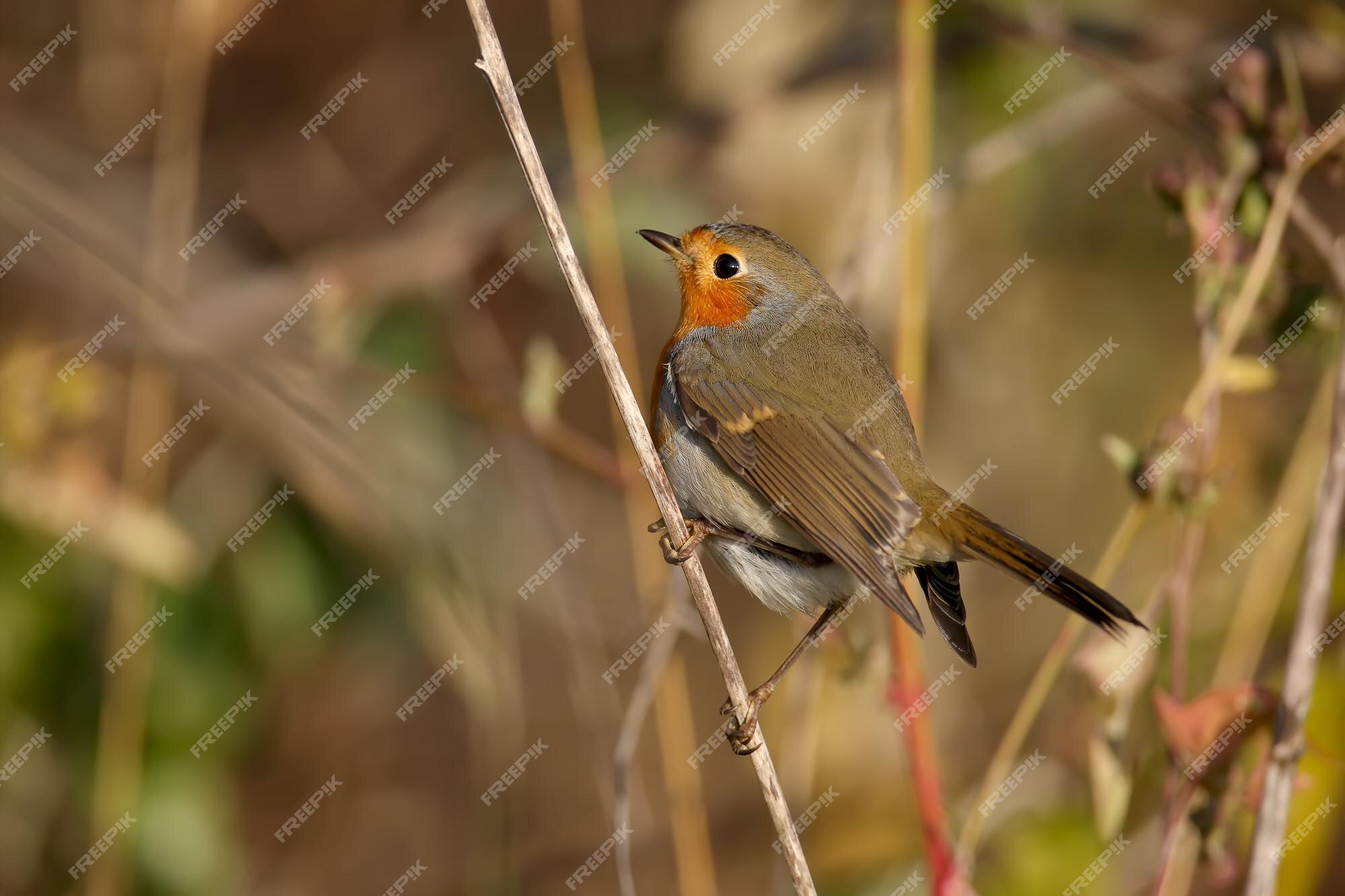 All about the Common European Robin (Erithacus rubecula)