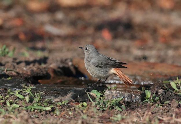 A very close-up shot of a black redstart female (Phoenicurus ochruros) in winter plumage on a branch and on the ground near the drinking bowl.