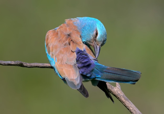 Very close up and unusual portrait of an european roller sits on a branch on a green blurred background