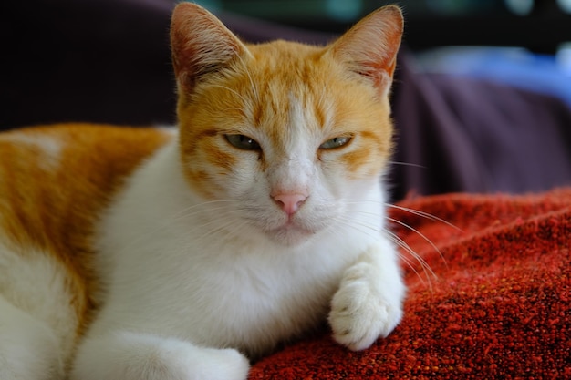 Very closeup face, front angle portrait of a white and orange cat