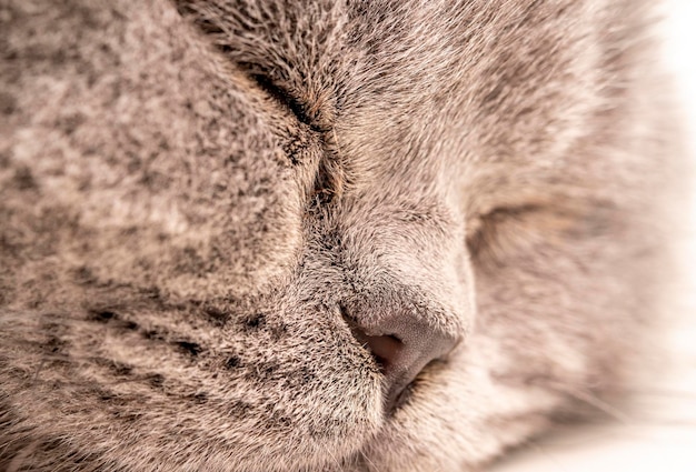 very closeup of a sleeping gray cat of short air breed