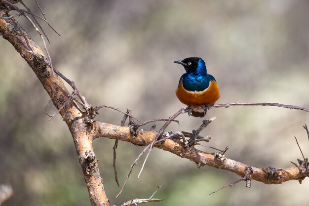 Uccelli nativi molto colorati siedono su brachens di alberi