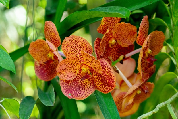 Photo very colorful natural orchid flowers