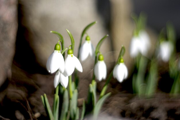 Very colorful and uniquely beautiful photo of a snowdrop.