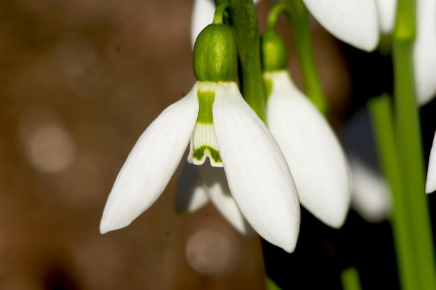 Very colorful and uniquely beautiful photo of a snowdrop.