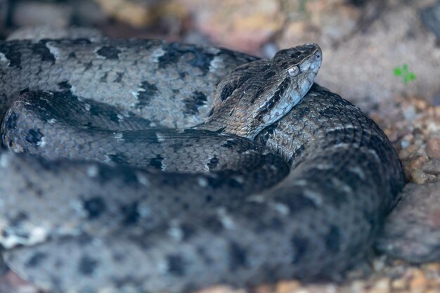 Very common venomous snake in Brazil known as quotjararaca Pintada or urutuquot Bothrops neuwiedi