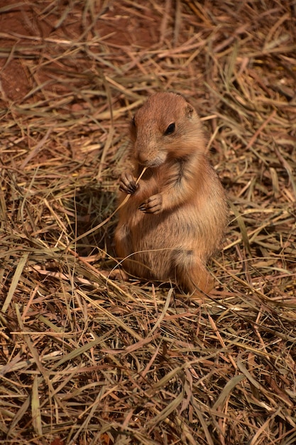 わらの山に座っている非常にかわいい赤ちゃんオグロプレーリードッグ