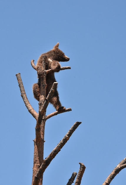 Very cute brown black bear cub standing in the top of a tree.