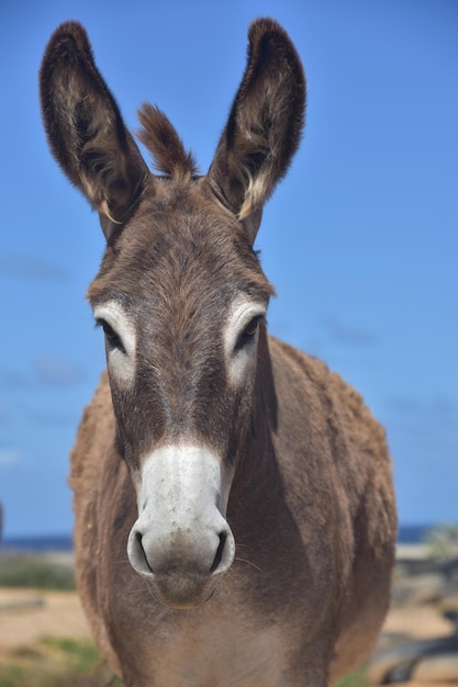 Photo very cute brown and white wild donkey in aruba
