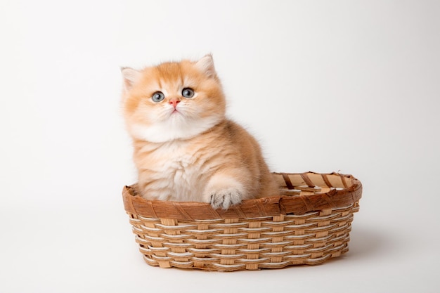 A very cute fluffy British breed kitten in a basket on a white background