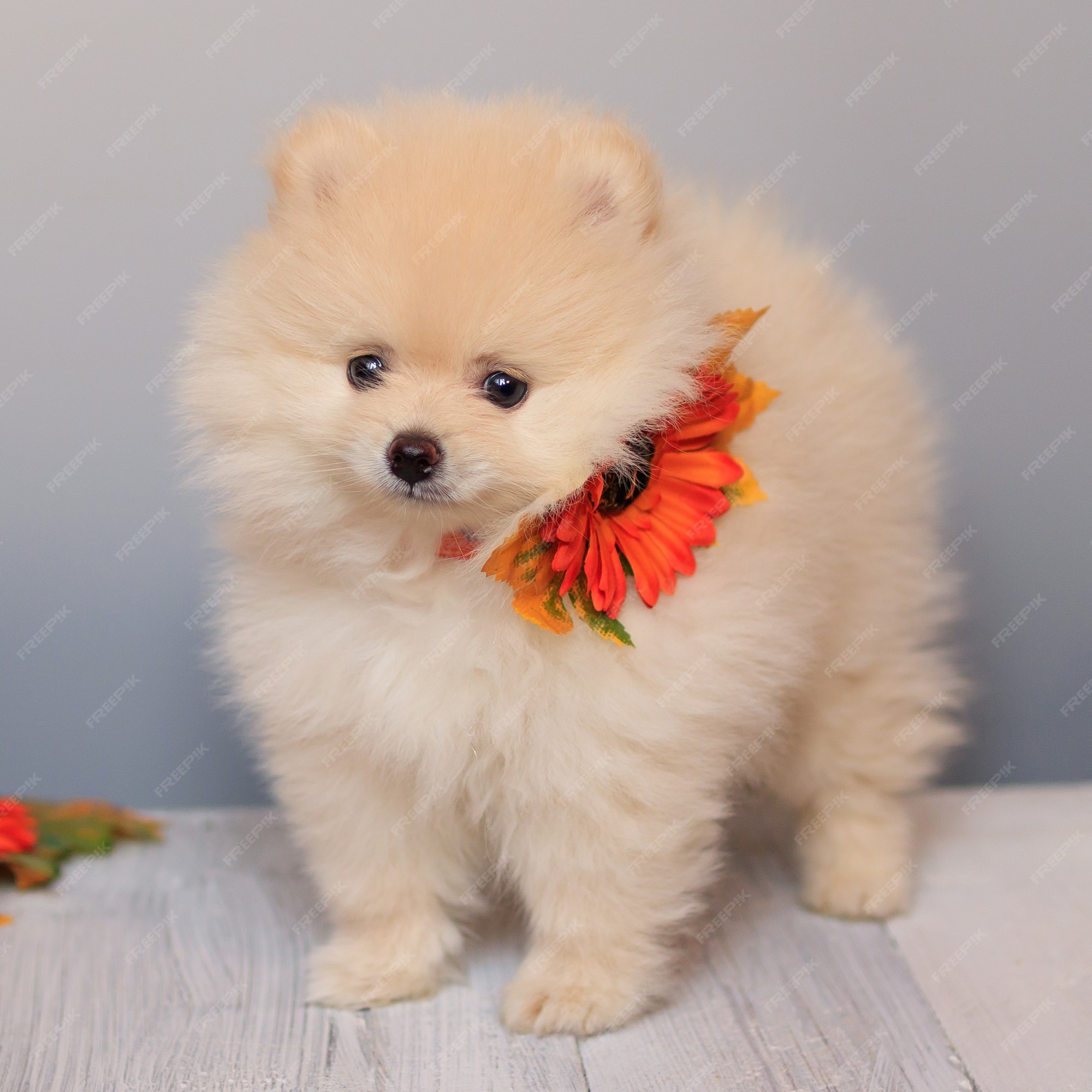 とてもかわいいふわふわポメラニアン子犬犬 プレミアム写真